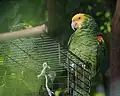 Yellow-headed amazon in Bloedel Conservatory