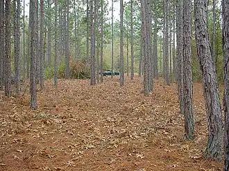 Longleaf pine stand at Bladen Lakes State Forest
