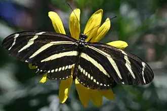 Image 28The zebra longwing butterfly (from Wildlife of Costa Rica)