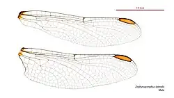 Male wings