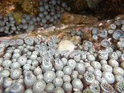 Closed specimen from an Ecuadorian tidepool