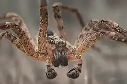 closeup photo of spider