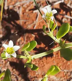 Roepera tesquorum from Australia
