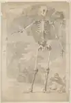 Jan Wandelaar: A human skeleton. Drawing for Albinus, Tabulae, 1747. Leiden University Library.