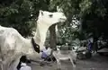 A white camel on the part of the Friday market where the Peul come, 2001
