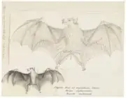 Drawing of bat