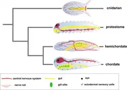 Image of different body plans in a cnidarian from Holland et al.'s 2013 paper