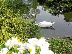 Zdjęcie przedstawia część stawu parkowego. Na powierzchni wody płynie biały łabędź. Nad wodą rosną krzewy oraz koniczyny. Po lewej stronie zdjęcia widać białe kwiaty. W tle zdjęcia widać odbijające się w wodzie drzewa.