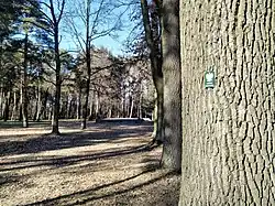 Po prawej stronie zdjęcia pień drzewa będącego pomnikiem przyrody, w tle fundamenty kaplicy cmentarnej