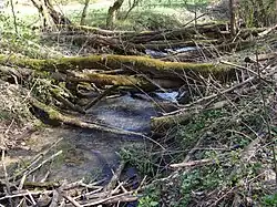 Potok wypływający ze źródła