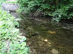 Rozlewisko wodne przy źródle