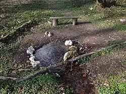 Źródło w wąwozie