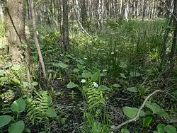 Ols z czermienią błotną