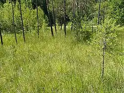 Stanowisko kukułki plamistej