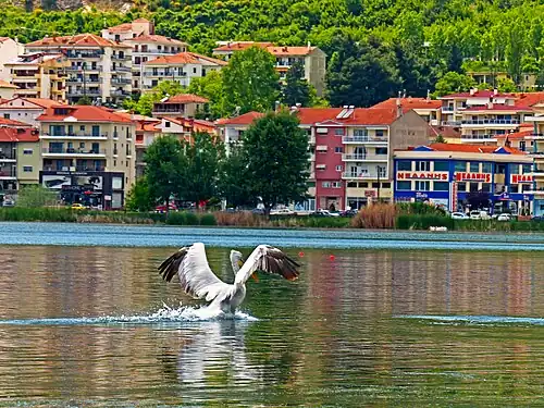 Pelikan kędzierzawy