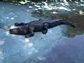 Aligator.
