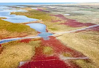 Sołońca i bagna widziane z lotu ptaka (2021)