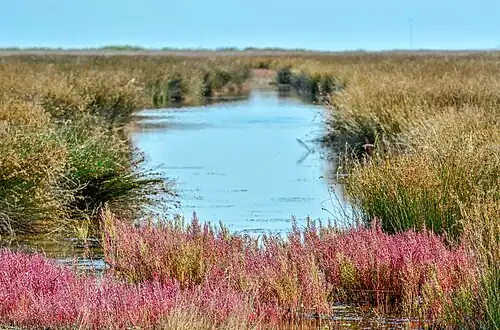 Sołońca i bagna na terenie parku (2021)