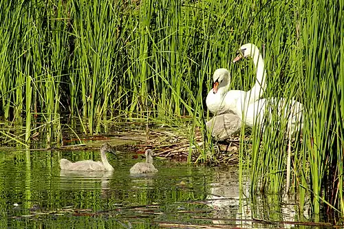 Łabędzie z młodymi (2020)