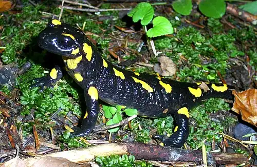 Salamandra plamista (2008)