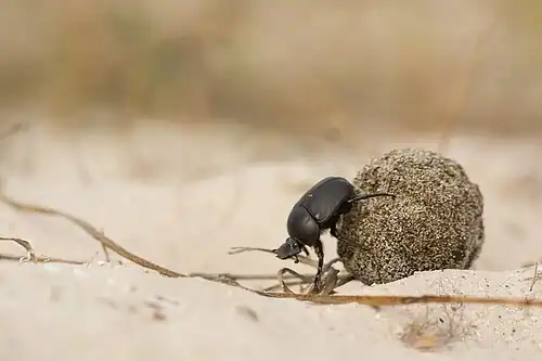 Poświętnik czczony – skarabeusz (2015)