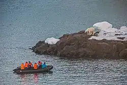 Turyści i niedźwiedź polarny na przylądku Fligely, 2013 r.