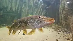 Duży szczupak z prawego półprofilu, utrzymuje się nieruchomo w wodzie. Widoczne drobne, nieregularne białawe plamkowanie na zielonkawym ciele ryby. W tle piaszczysto żwirowe dno i strome ściany zbiornika wodnego