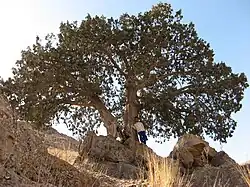 Juniperus polycarpos