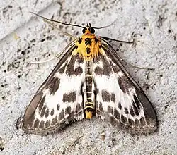 Przezierka pokrzywianka, (Pyraustinae), Wielka Brytania