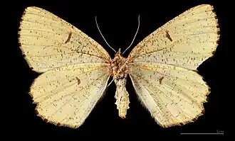 Angerona prunaria prunaria  ♀   △