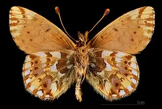 △  Boloria pales palustris