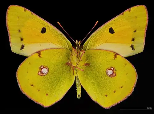 Colias croceus croceus ♂ △