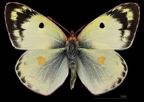 Colias hyale ♂