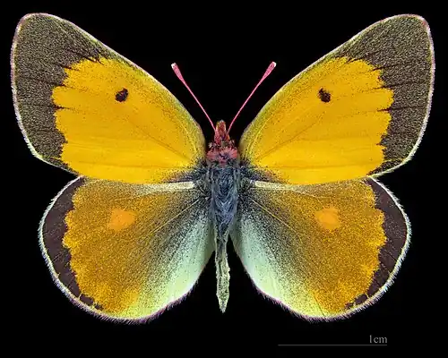 Colias myrmidone  ♂
