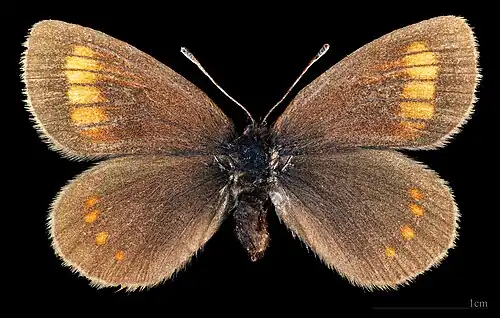 Erebia pharte  ♀