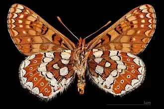 Euphydryas aurinia beckeri ♂  △