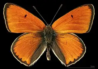 Lycaena dispar  ♂