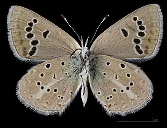 Polyommatus d. damone  ♀ △