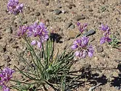 Dziki szczypiorek - główne źródło pożywienia dla zwierząt na Gobi