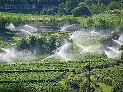 Deszczownie w winnicy