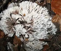 Chropiatka pędzelkowata