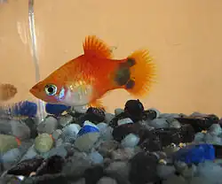 Xiphophorus maculatus