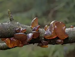 Kisielnica wierzbowa