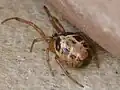 Steatoda nobilis