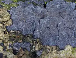 Powłocznica jesionowa