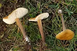 Melanoleuca leucophylloides