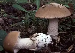 Muchomor szaropłowy