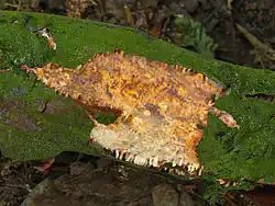 Powłocznica grabowa