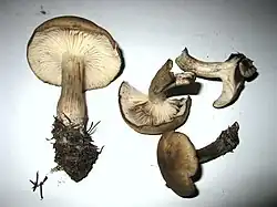 Kępkowiec romboidalnozarodnikowy