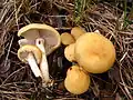 Agrocybe praecox